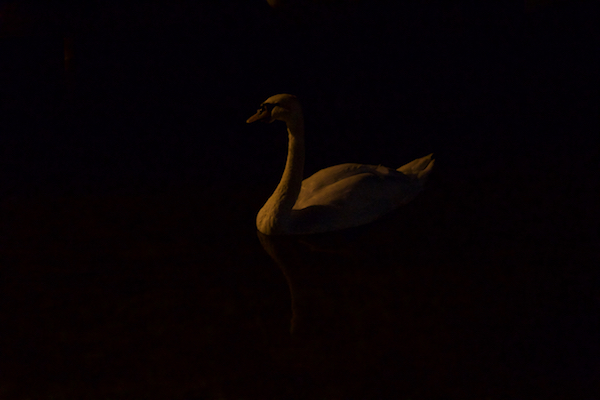 swan in the dark